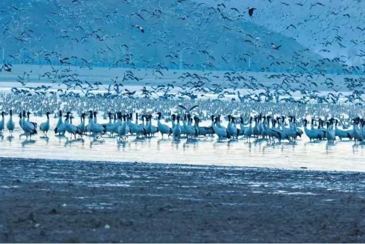 The most beautiful mid-spring season in Lhasa