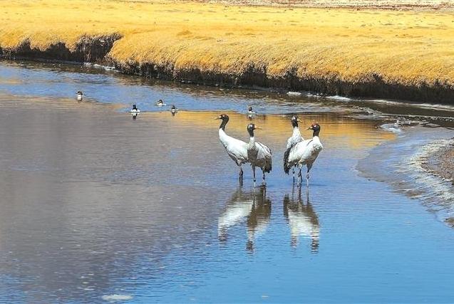 Cranes Dancing on the Plateau: A Visit to the Picturesque A're Wetland in Damxung