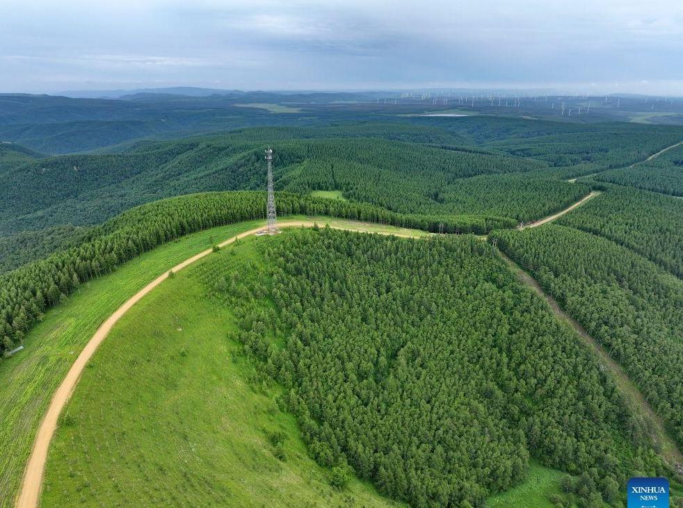 Summer scenery of Saihanba mechanized forest farm