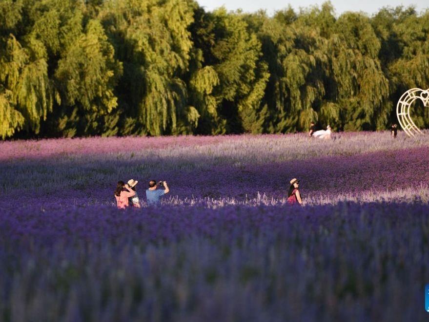 People spend leisure time at lavender field in Tongliao, China's Inner Mongolia