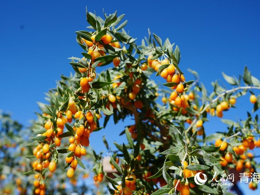 Goji berry industry thriving in NW China's Qinghai