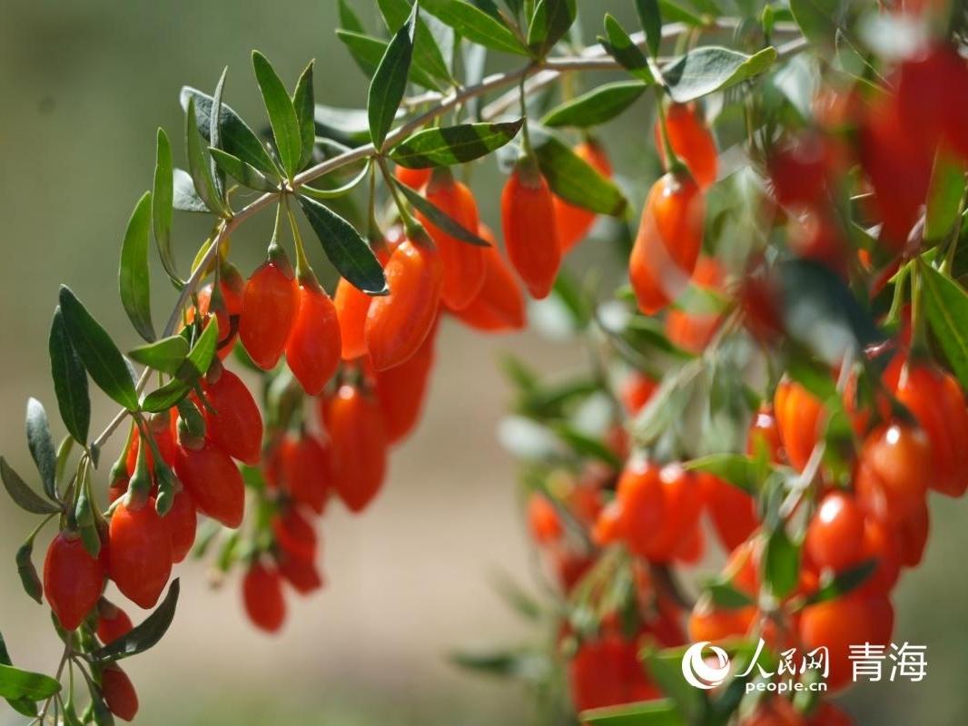 Goji berry industry thriving in NW China's Qinghai