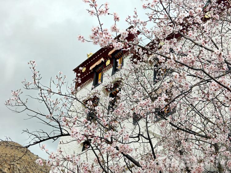 Scenery of peach blossom in ancient monastery