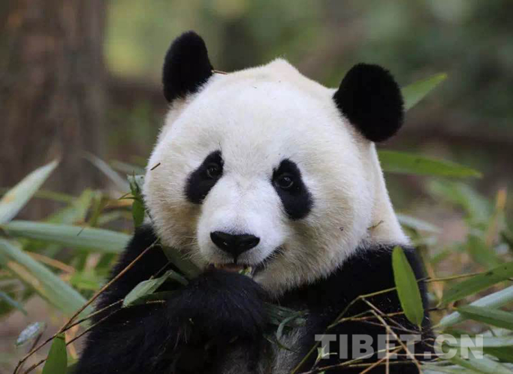 Pandas first settle down in China's plateau city