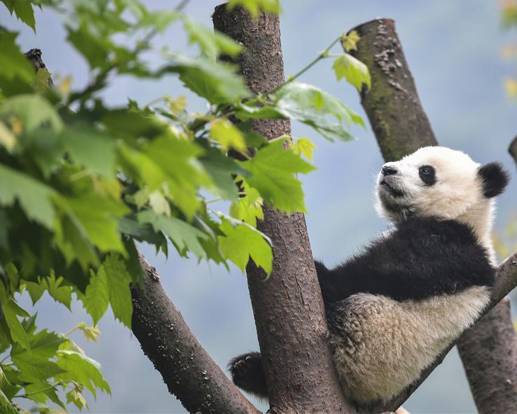 Four giant pandas to call high-altitude plateau home