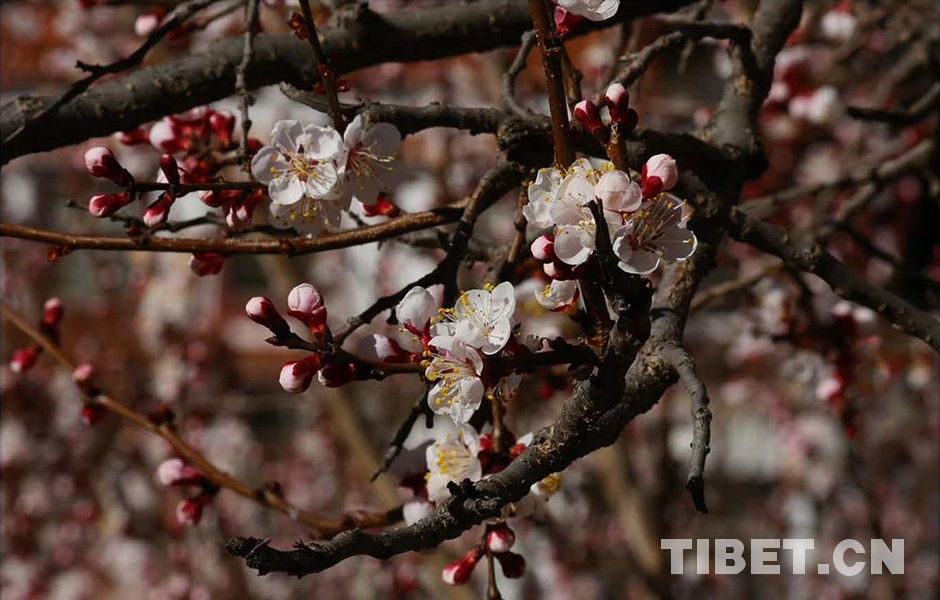 Bookmark this guide for peach blossom viewing in Bome, Nyingchi
