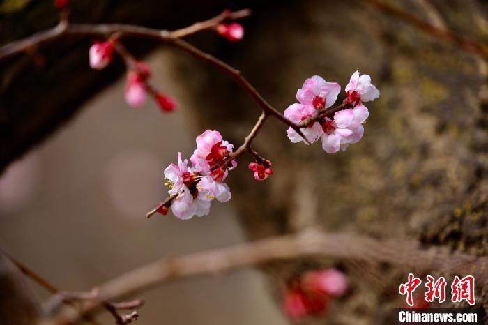 Qinghai Plateau welcomes flower blooming season