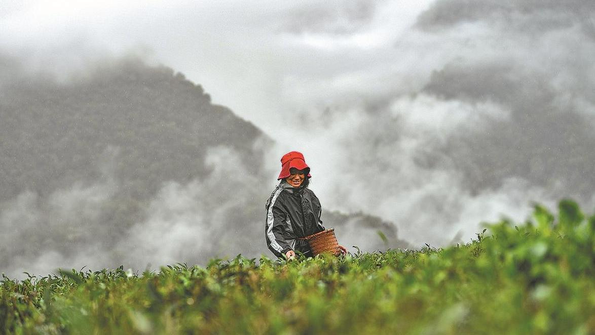 Village combines tea and tourism to prosper