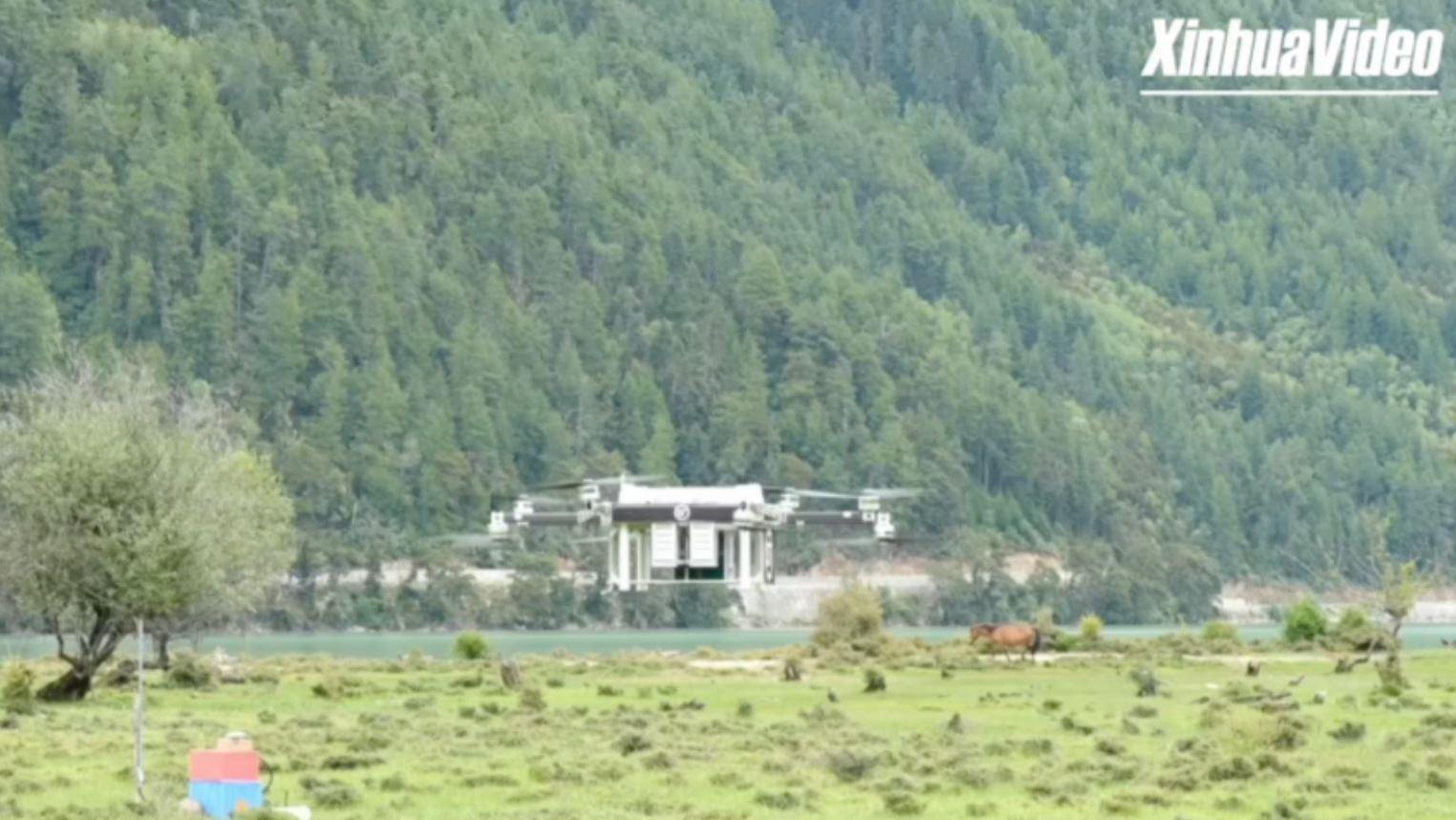 Aerial delicacy: Matsutake mushrooms take flight in Linzhi, Tibet