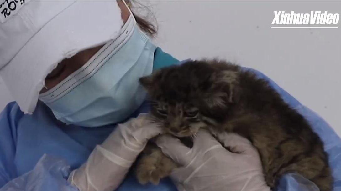 A lucky encounter: Two Pallas's cat cubs rescued in Tibet