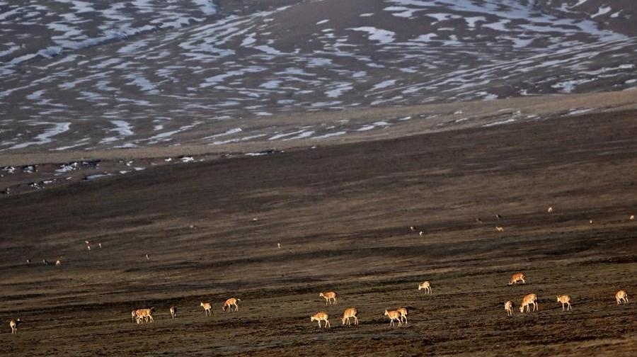 The global impact of environmental protection on Qinghai-Tibet Plateau