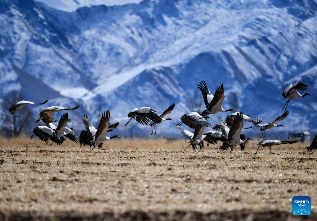 Snow scenery of Lhasa, SW China