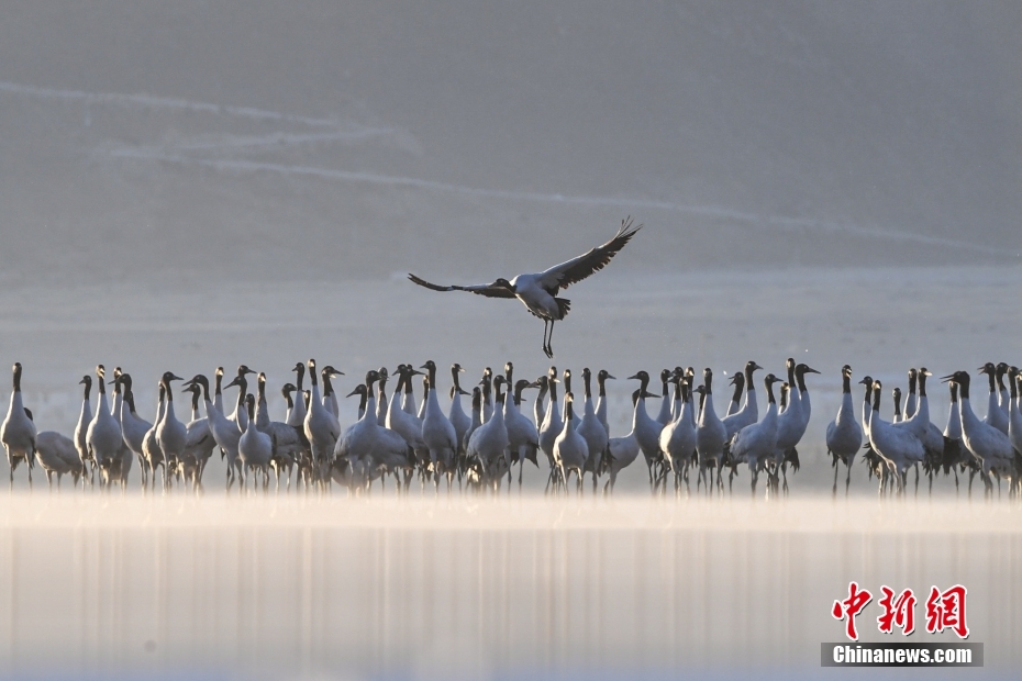 Lhasa, Xizang: Cranes Dance on the Plateau