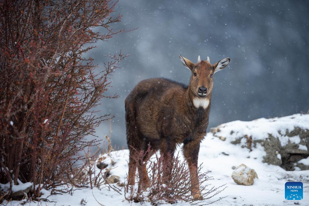 Rare animals seen in China's Xizang