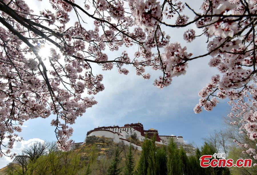 Flowers bloom around Potala Palace in Lhasa