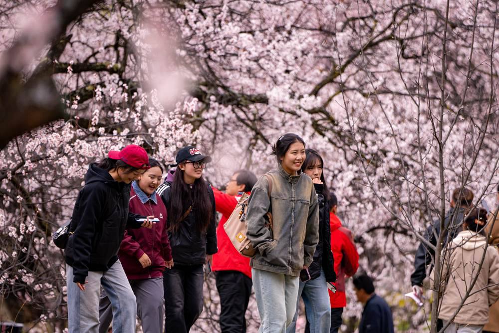 Blossoms and blooms: Embracing spring's vibrant symphony in China