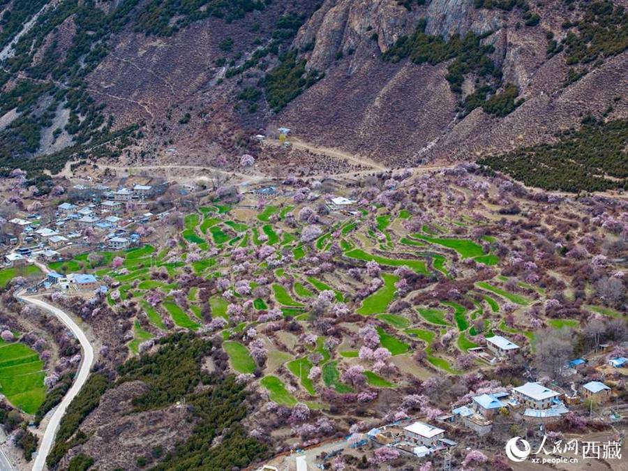 In pics: Blooming peach flowers in Lhari county, SW China's Xizang