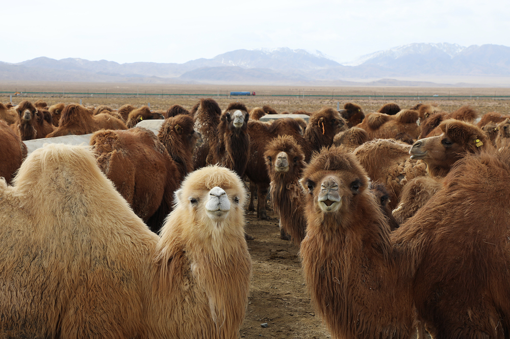 【Sound of Camel Bell】Come to Mohe, Qinghai to “Get Close to” the Cute Camel