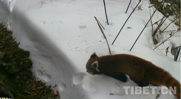 Infrared Cameras Capture a Variety of Rare Species in Xizang