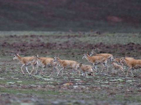 Tibetan antelopes migrate to NW China's Hoh Xil to give birth