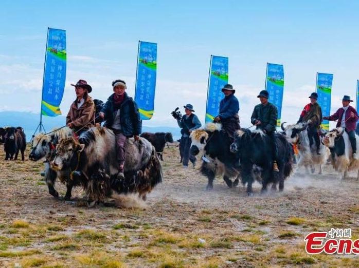 Yak racing festival celebrated in Qinghai