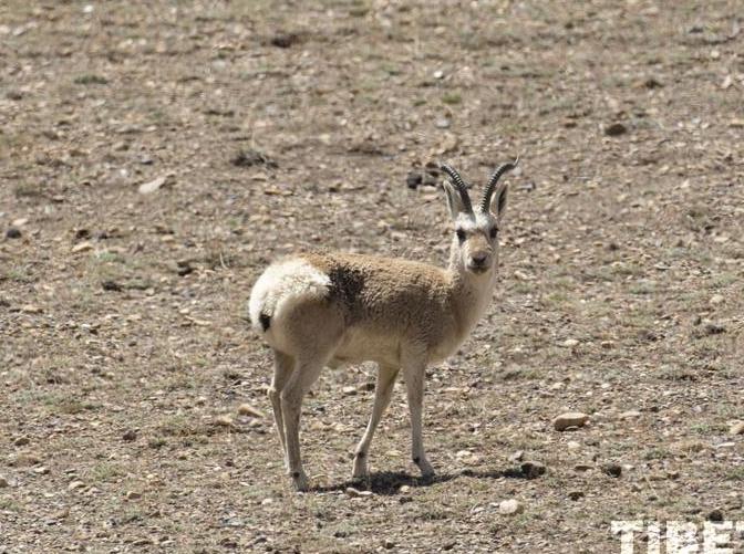 Tibetan Gazelle Appears in Chigu Grassland