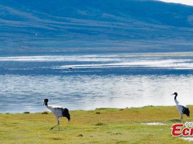 Black-necked cranes migrate to Qinghai for winter