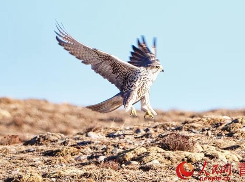 Wild animals thrive in Qilian Mountains, NW China's Qinghai