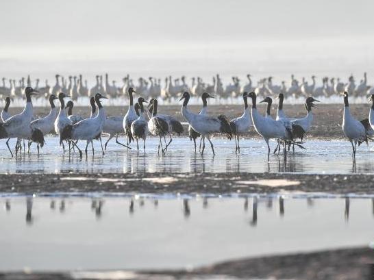 Lhunzhub, Xizang: Black-necked Cranes Dancing on the Plateau