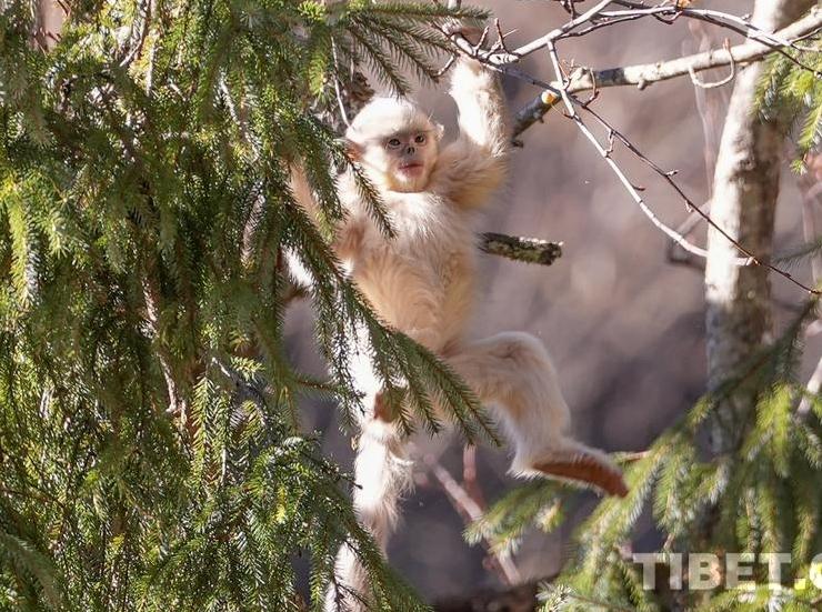 Moments of Yunnan Snub-nosed Monkey