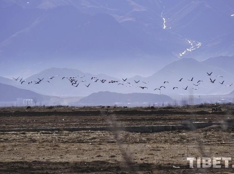 Black-Necked Cranes on the Plateau