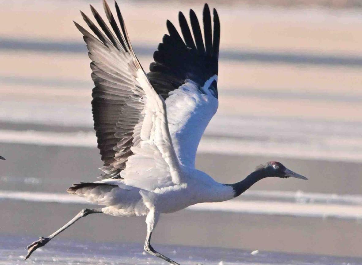 Black-necked crane becomes official bird of Lhasa