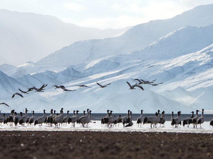 Overwintering Black-necked cranes pictured in Lhasa, China's Xizang