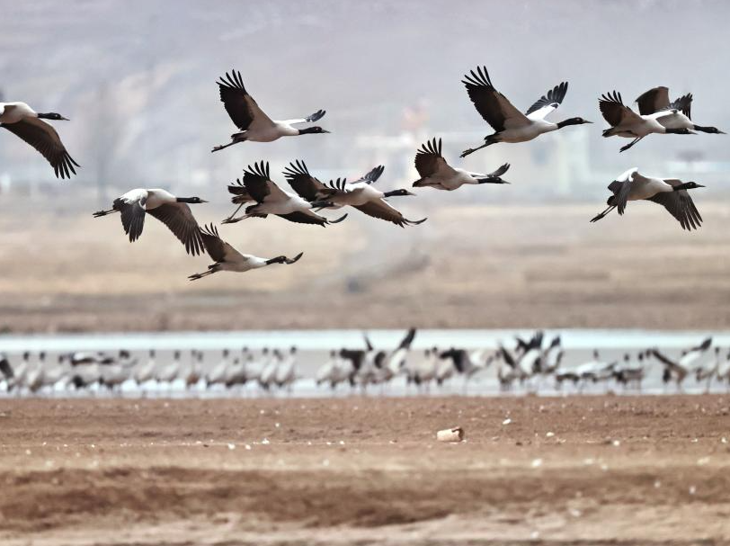 Black-necked cranes overwinter in Lhunzhub County of Lhasa, China's Xizang