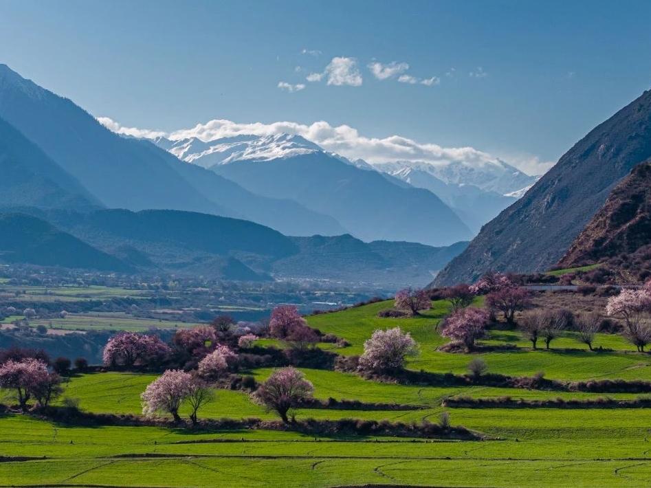 Peach blossoms in full bloom draw visitors from afar to Nyingchi, Xizang