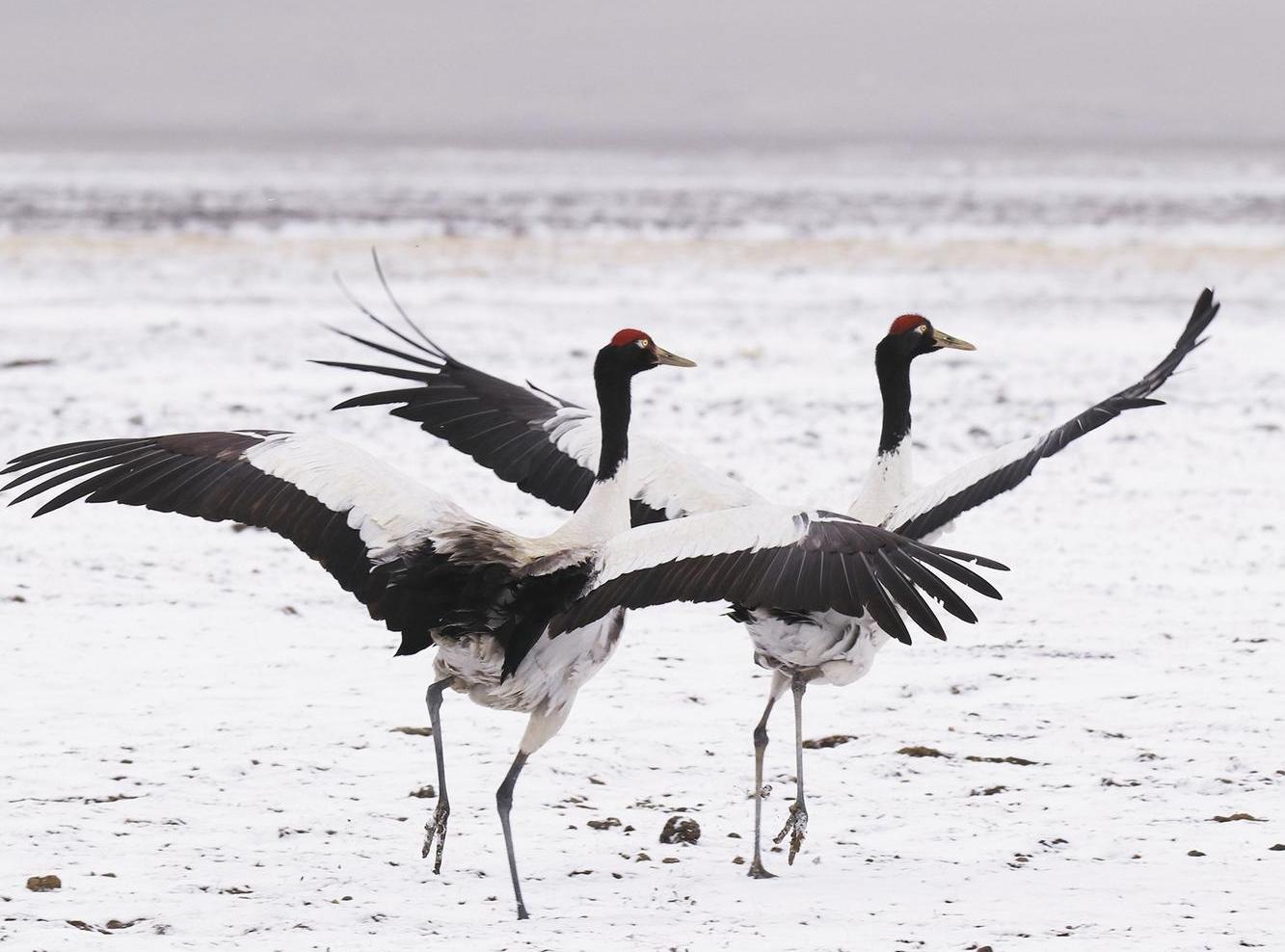 Qinghai in the snow and ice, a dynamic poetic beauty