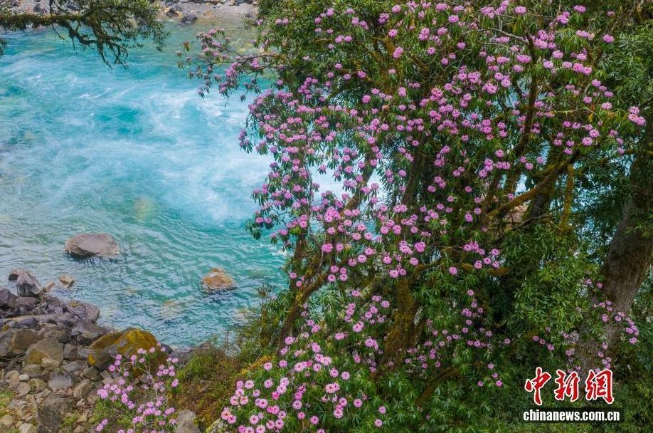 Both banks of the Yigong River in Xizang entered into the blooming period of azaleas