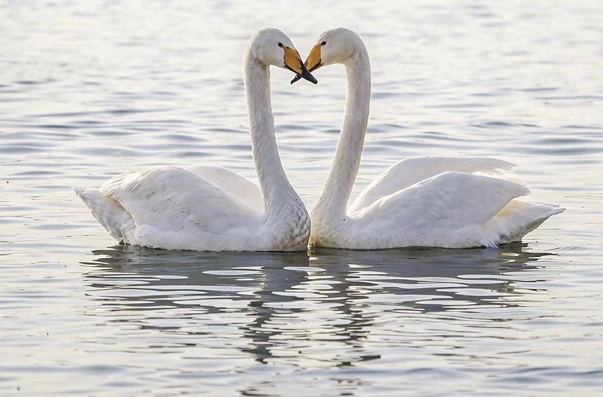 Various bird species gather in wetlands to showcase the beauty of Golmud's ecology