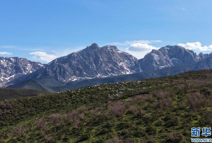 Flowers bloom under the snow capped mountains, and azaleas are everywhere